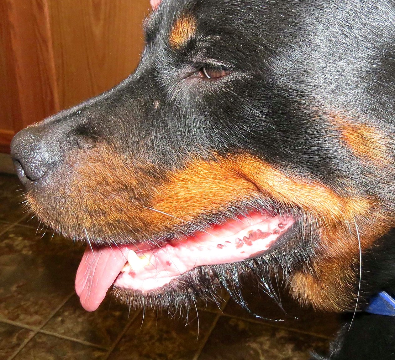 Furnished Rottweilers (facial wire coat)